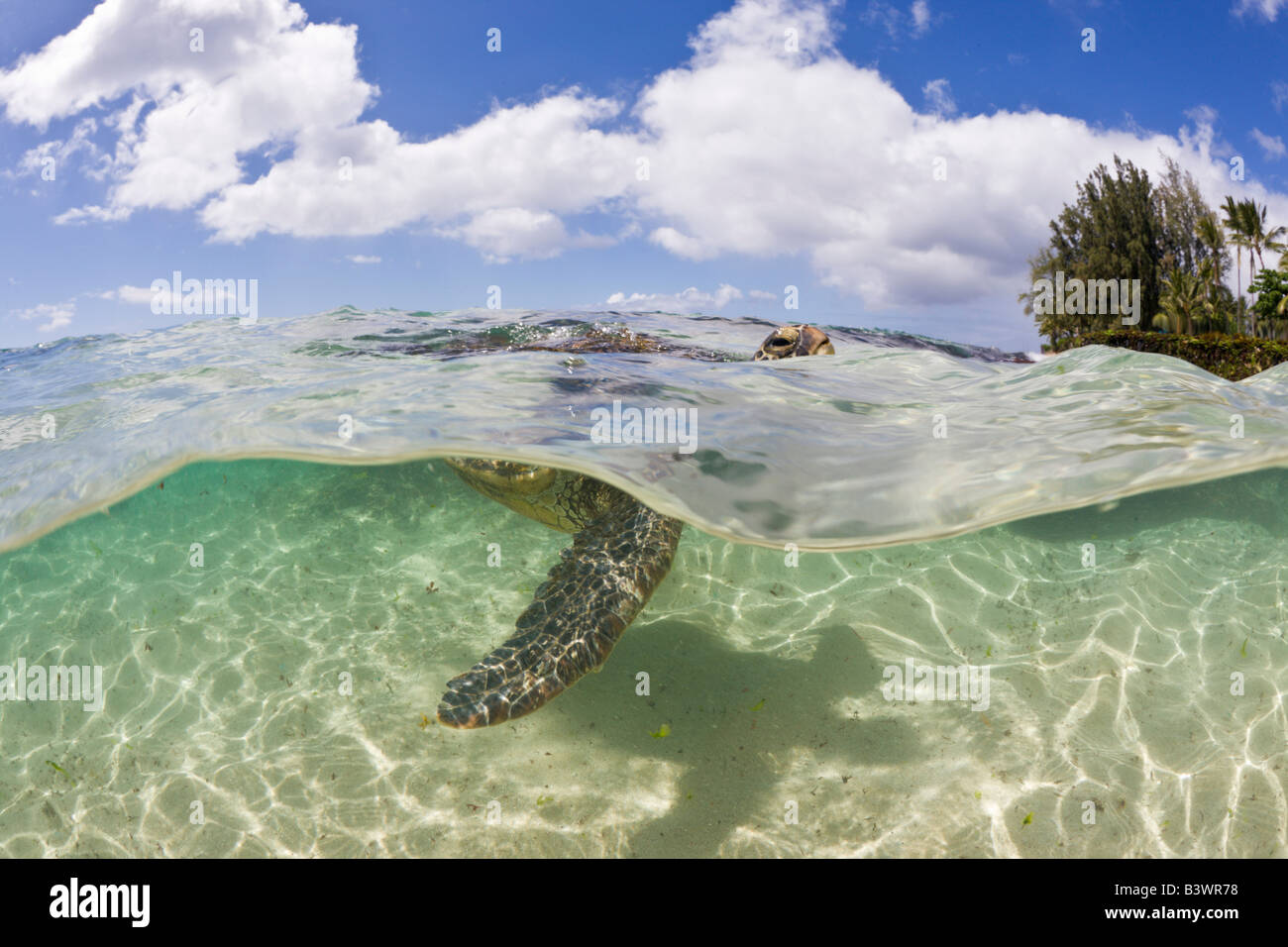 Grüne Schildkröte atmen in Wasser Oberfläche Chelonia Mydas Oahu Pazifik Hawaii USA Stockfoto