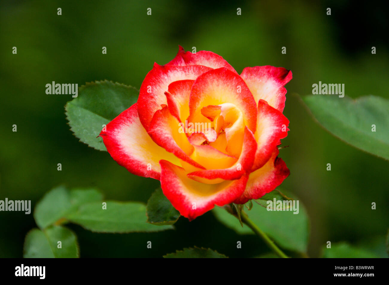 Eine Nahaufnahme von einer kleinen rose Blume im englischen Garten der Assiniboine Park in Winnipeg, Manitoba Kanada Stockfoto