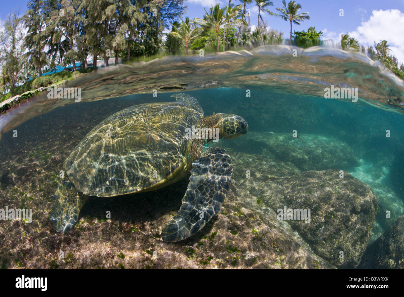 Grüne Schildkröte Chelonia Mydas Oahu Pazifik Hawaii USA Stockfoto