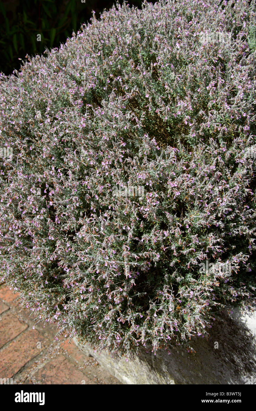 Teucrium subspinosum Fotos und Bildmaterial in hoher Auflösung Alamy