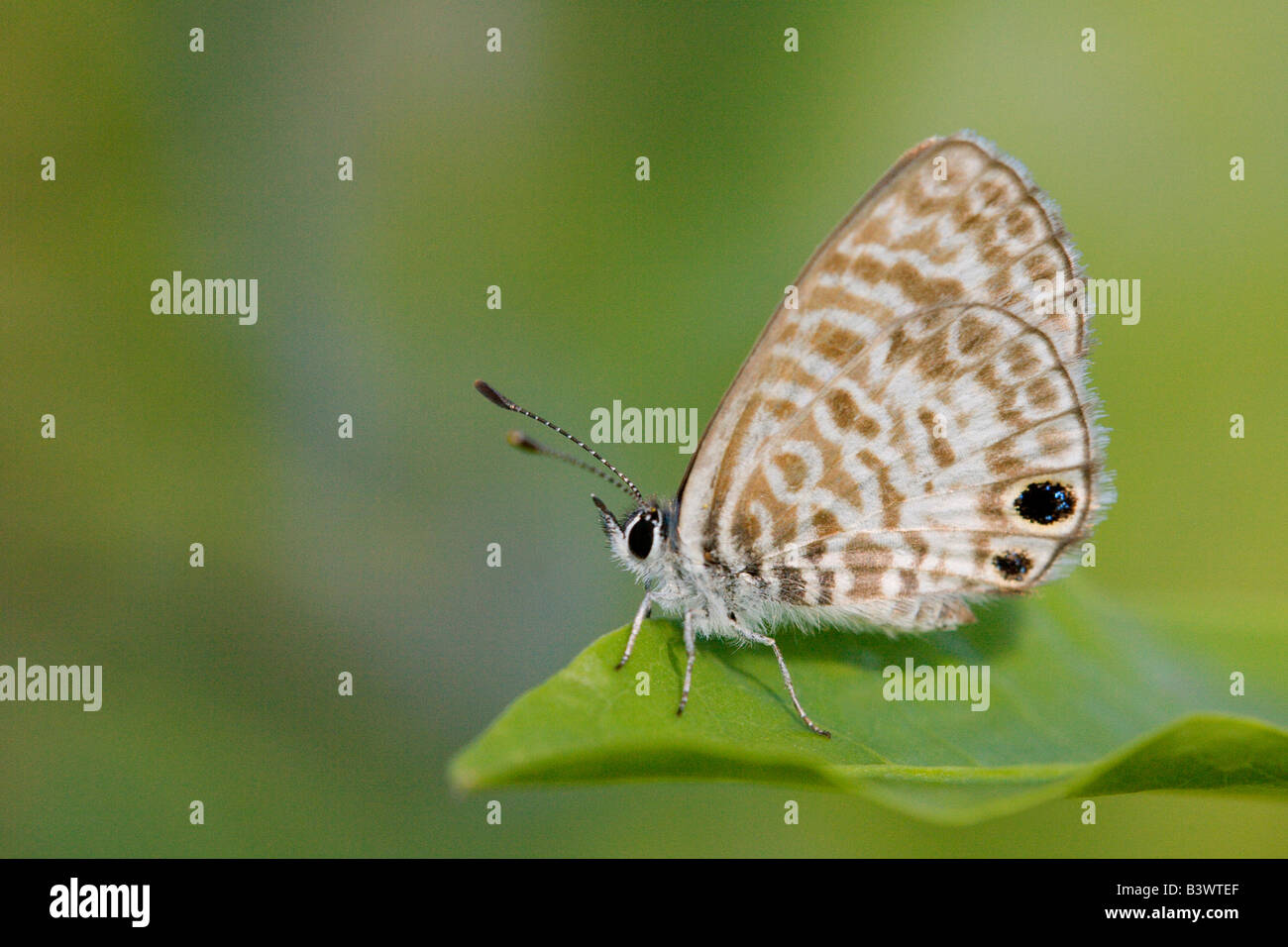 Cassius-blaue Schmetterling (Leptotes Cassius) auf einem Blatt Stockfoto