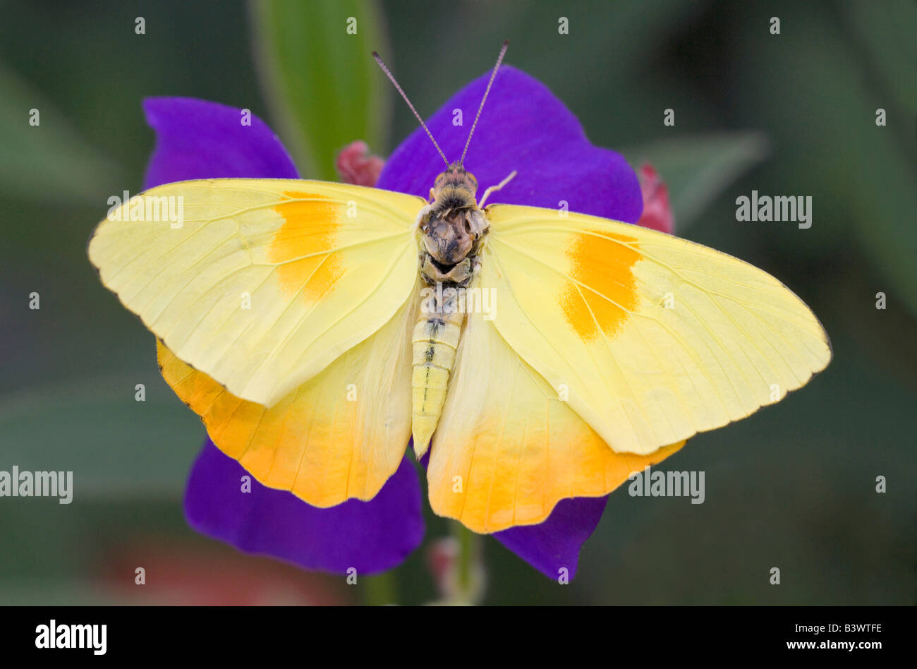 Orange-Barred Schwefel Schmetterling (Phoebis Philea) bestäuben eine Blume Stockfoto