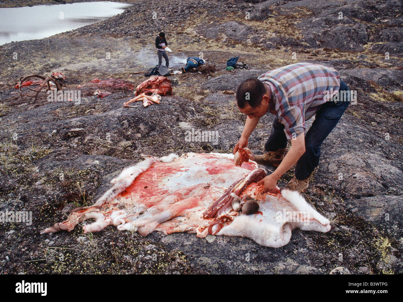 Inuit (Eskimo) Mann und einem frisch getöteten Karibus, Baffininsel, Nunavut, Kanada Stockfoto