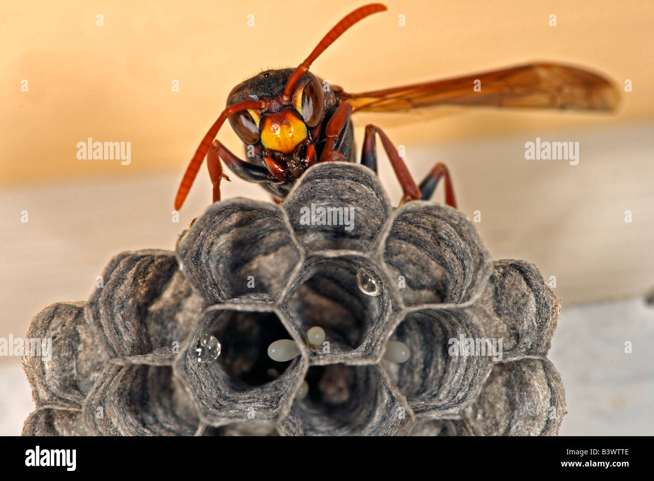 Gemeinsames Papier Wasp (Polistes Humilis) Königin auf Nest zeigt seine zwei großen Facettenaugen. Nest hat Eiern. Australien. Stockfoto
