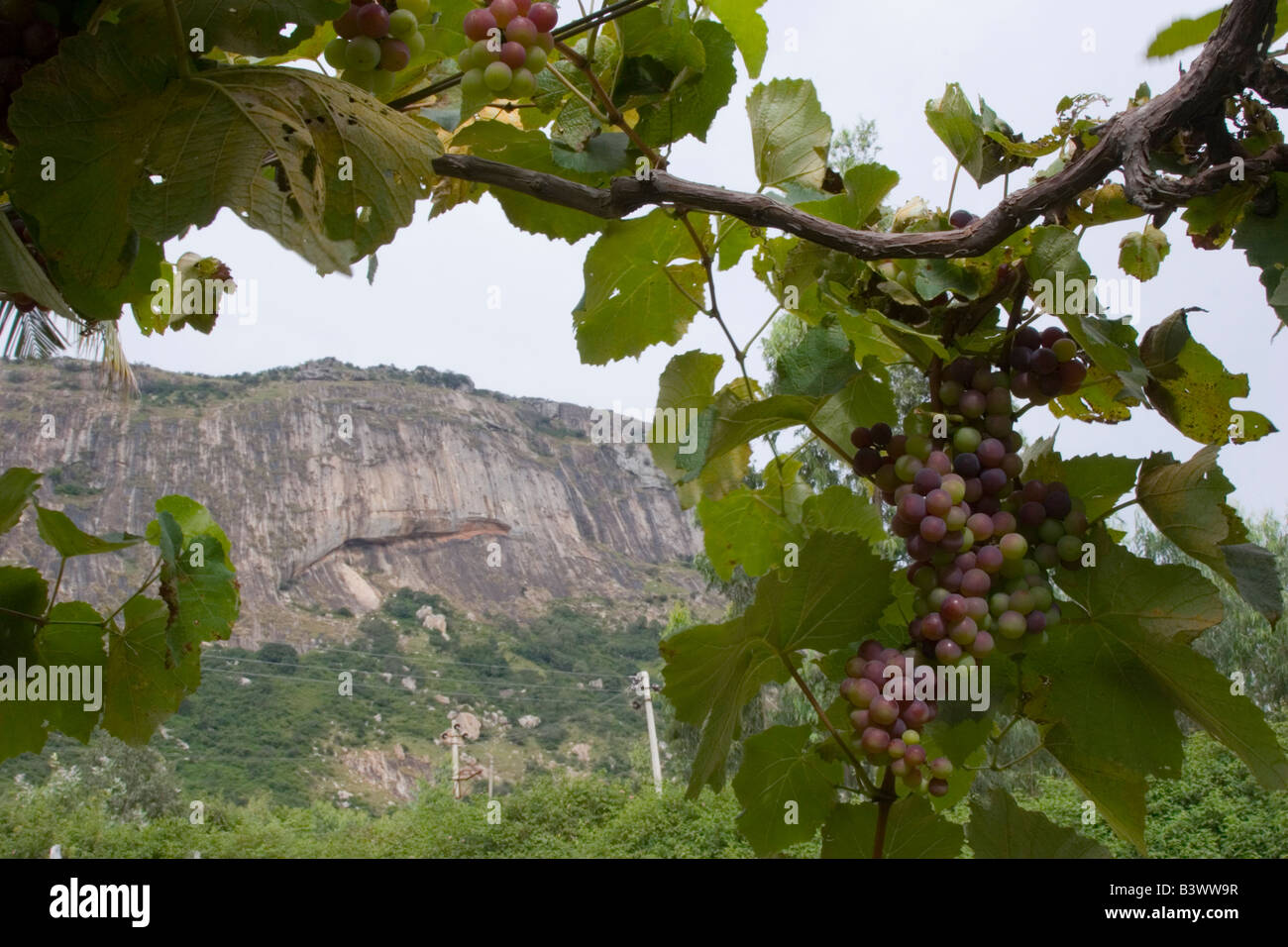 Trauben wachsen in einem Weinberg in den Nandi Hills Karnataka Indien Stockfoto