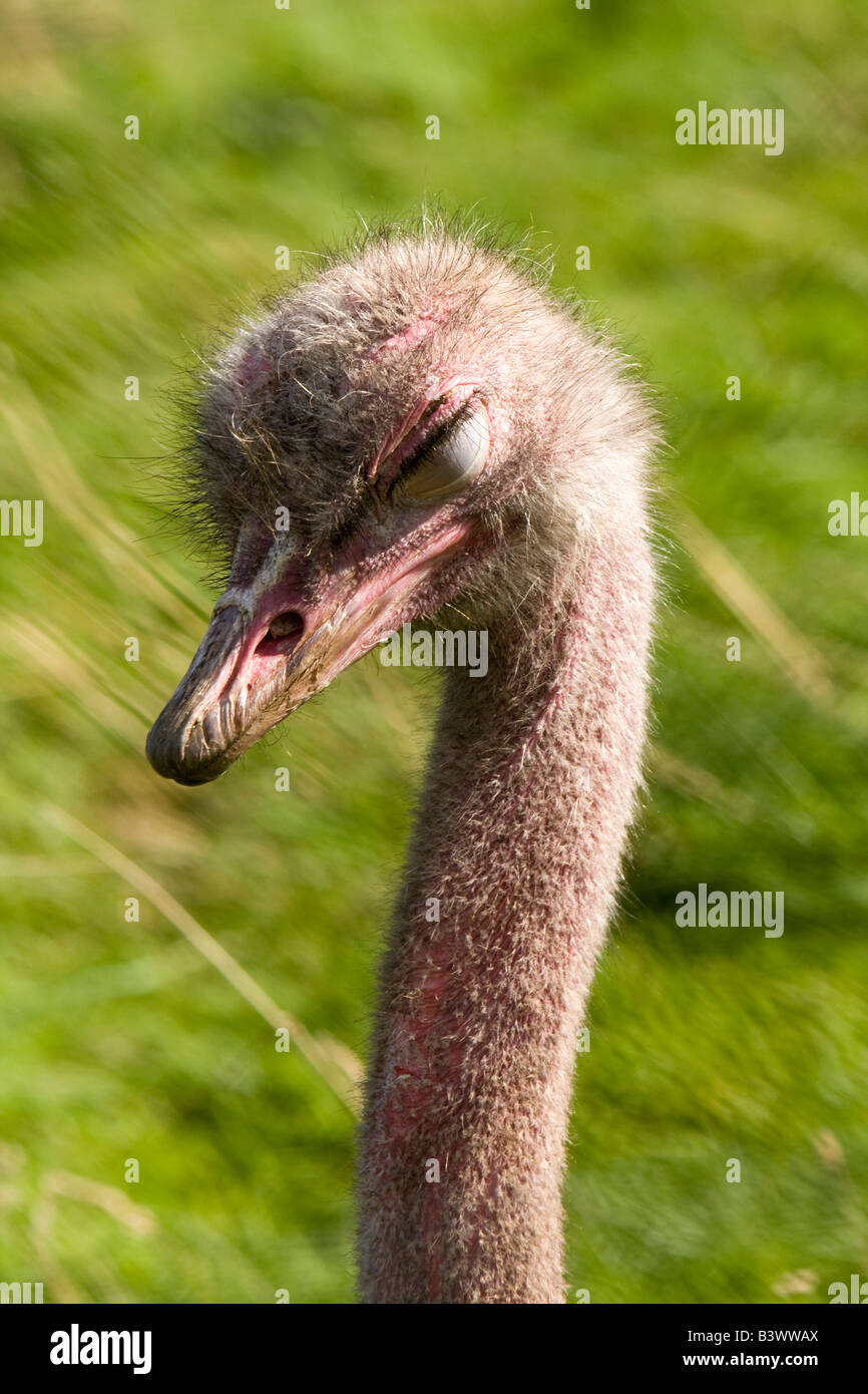 UK Wales Clwyd Colwyn Bay Welsh Mountain Zoo-Leiter der Strauß mit schützende Auge Membran geschlossen Stockfoto