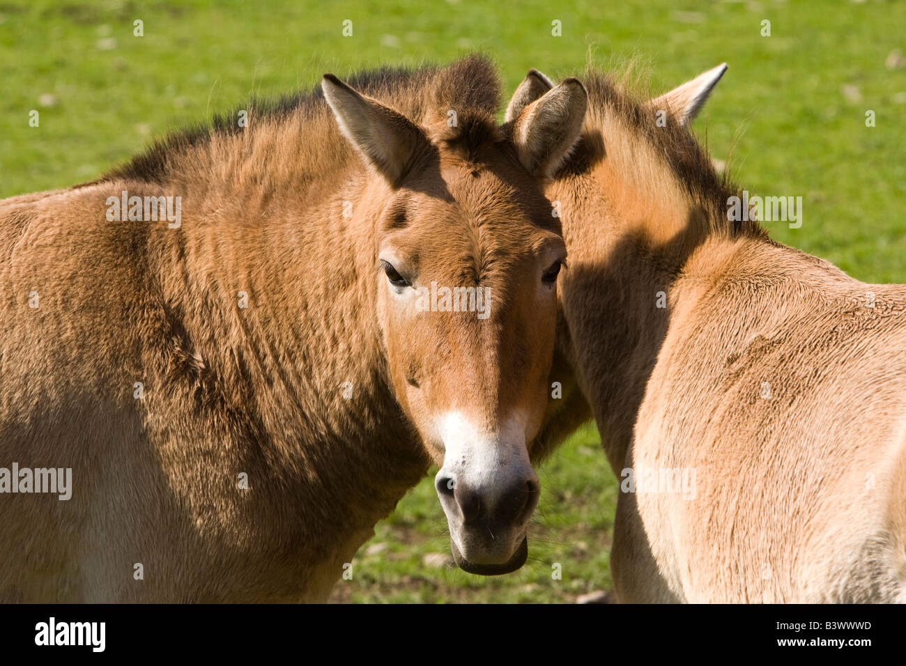 UK Wales Clwyd Colwyn Bay Welsh Mountain Zoo Przewalskis Wildpferde in Gehäuse Stockfoto