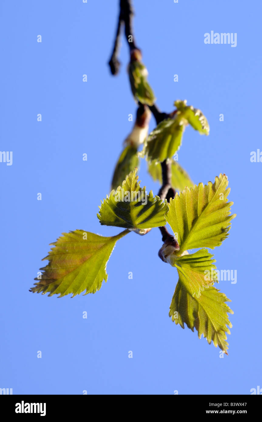 Birke Blätter im Frühjahr Stockfoto