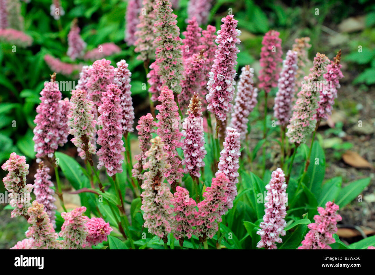 PERSICARIA AFFINIS DARJEELING RED Stockfoto