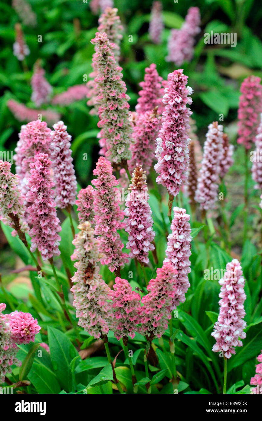 PERSICARIA AFFINIS DARJEELING RED Stockfoto