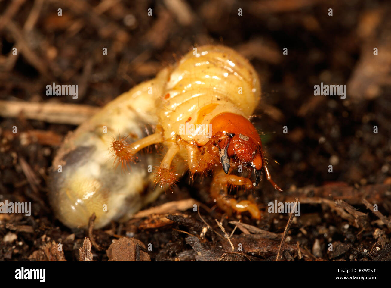 Unterirdisch lebende Käferlarve (Ordnung Coleoptera), fotografiert an der südlichen Küste von New South Wales, Australien. Stockfoto
