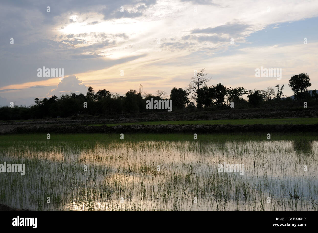 Reisfeld am Ufer des Lak See in der Abenddämmerung Vietnam Stockfoto