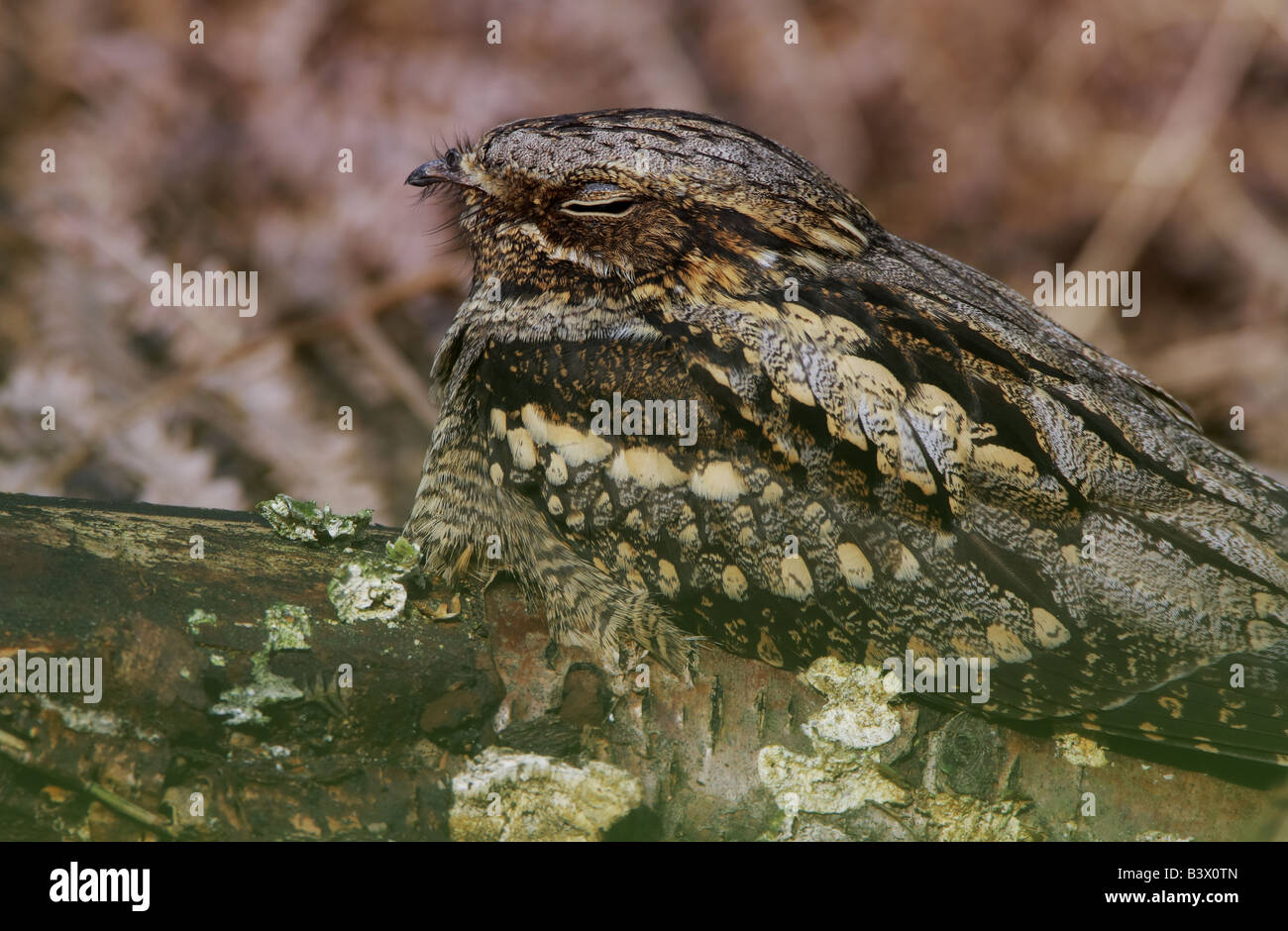 Eine europäische Ziegenmelker, Caprimulgus Europaeus, bei einem tagsüber Roost, UK. Stockfoto