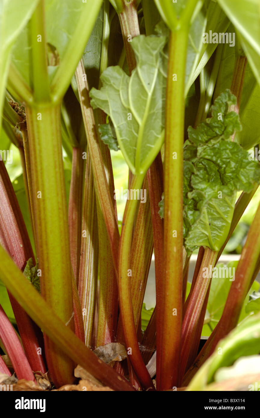 Kultivierte Rhabarber Stockfoto