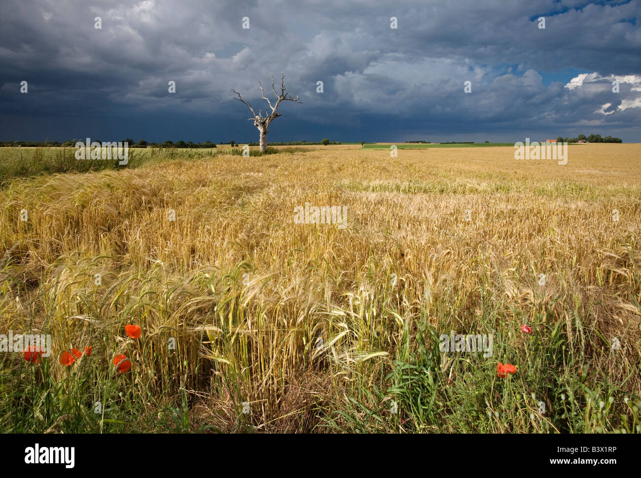 Toter Baum & Gerstenfeld während eines Sturms in der Norfolk-Landschaft durch dramatische Licht beleuchtet. Stockfoto Toter Baum & Gerstenfeld während eines Sturms in der Norfolk-Landschaft durch dramatische Licht beleuchtet. Stockfoto