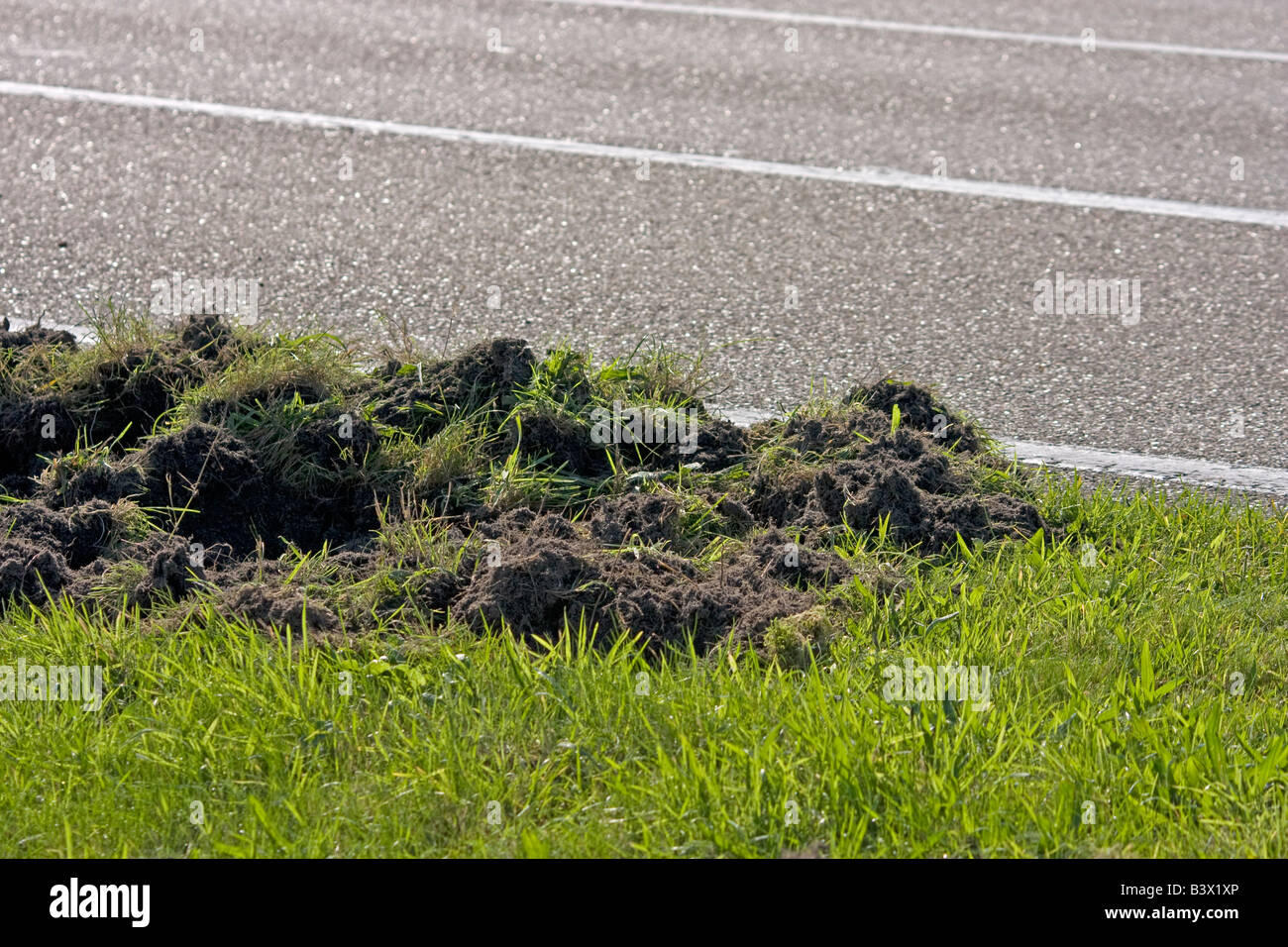Schäden, die durch Wildschweine (Sus Scrofa) in den Rande des N224 Ede Gelderland Niederlande Stockfoto