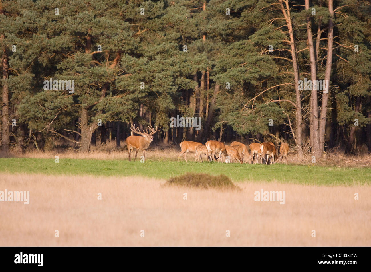 Eine Gruppe von wilden europäische Rothirsch (Cervus Elaphus) Stockfoto