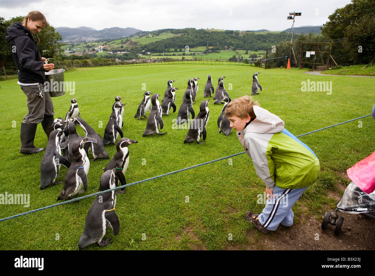 K Wales Clwyd Colwyn Bay Welsh Mountain Zoo Kind beobachten Humboldt Pinguine auf der täglichen parade Stockfoto