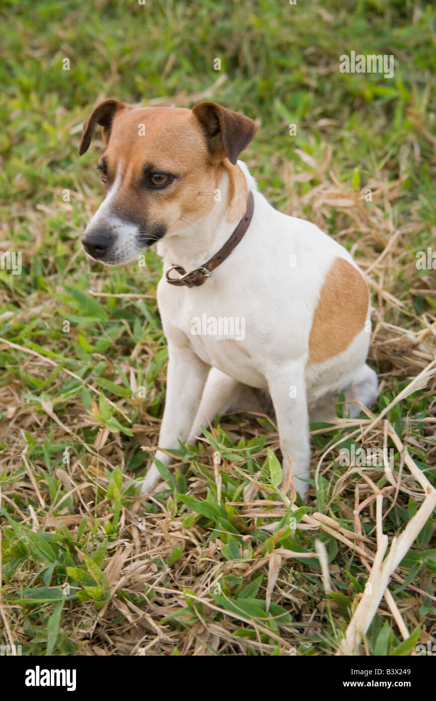 Jack Russell Hund Kafuie Sambia Afrika Stockfoto