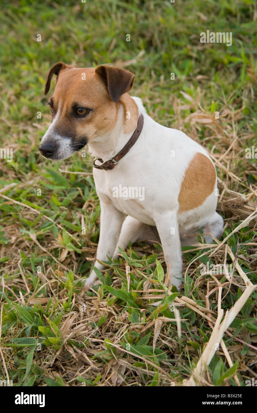 Jack Russell Hund Kafuie Sambia Afrika Stockfoto