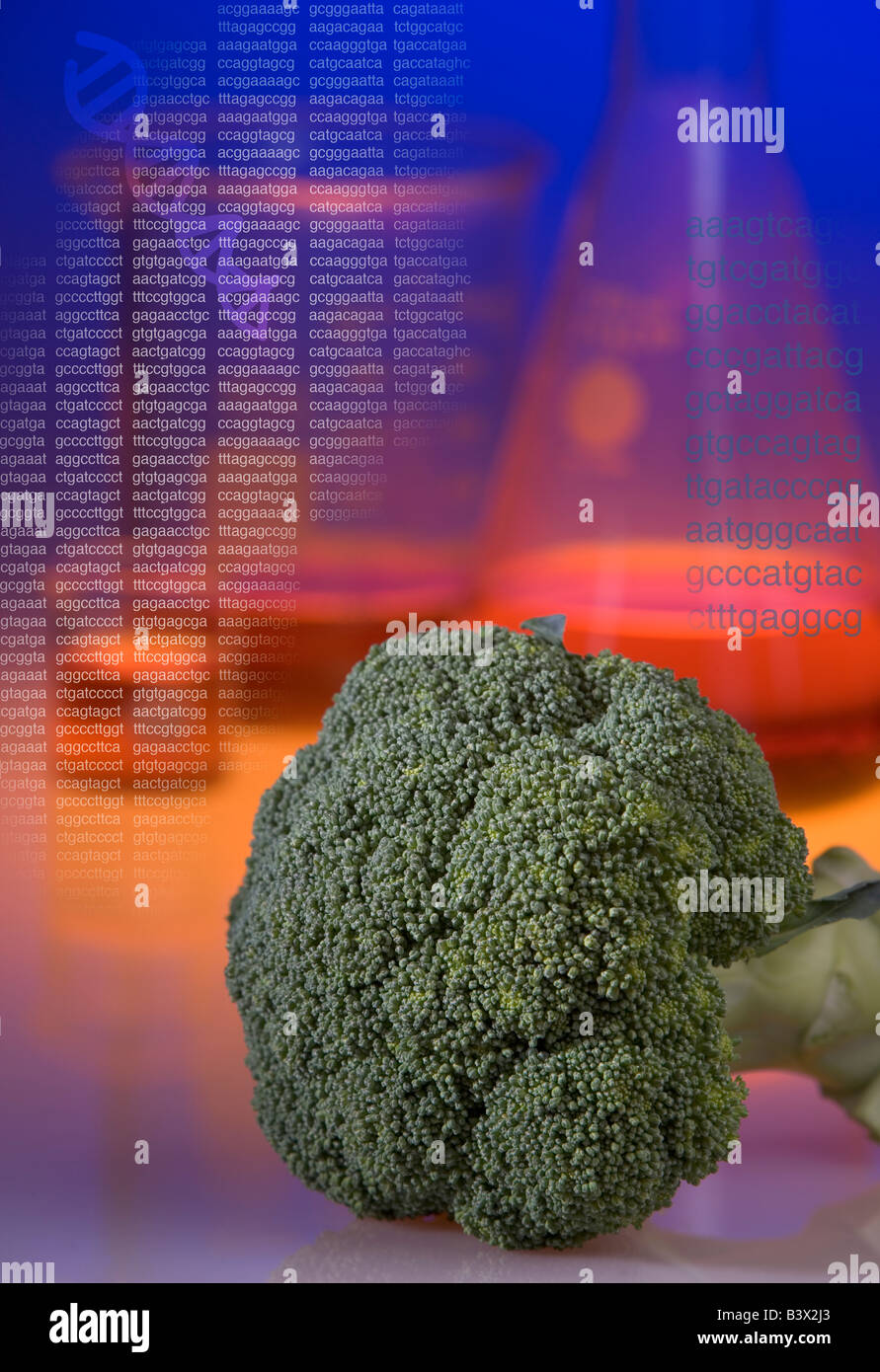 Konzept-Schuss von gentechnisch veränderten Brokkoli mit Becher und DNA-Sequenz Codes und eine Helix. Stockfoto