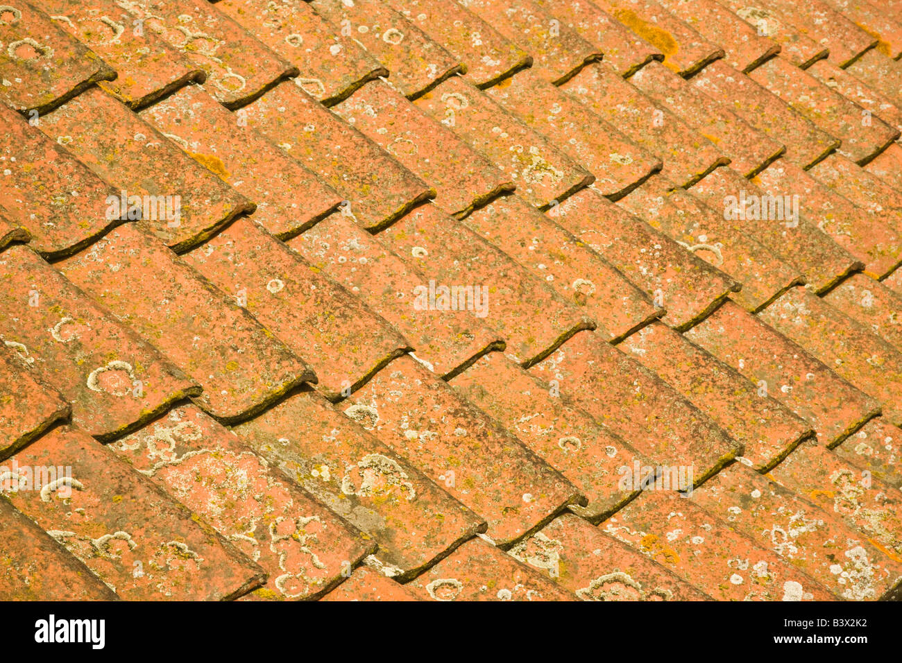 Pan-Ziegeldach bedeckt in Flechten, Cambridgeshire, England, UK Stockfoto