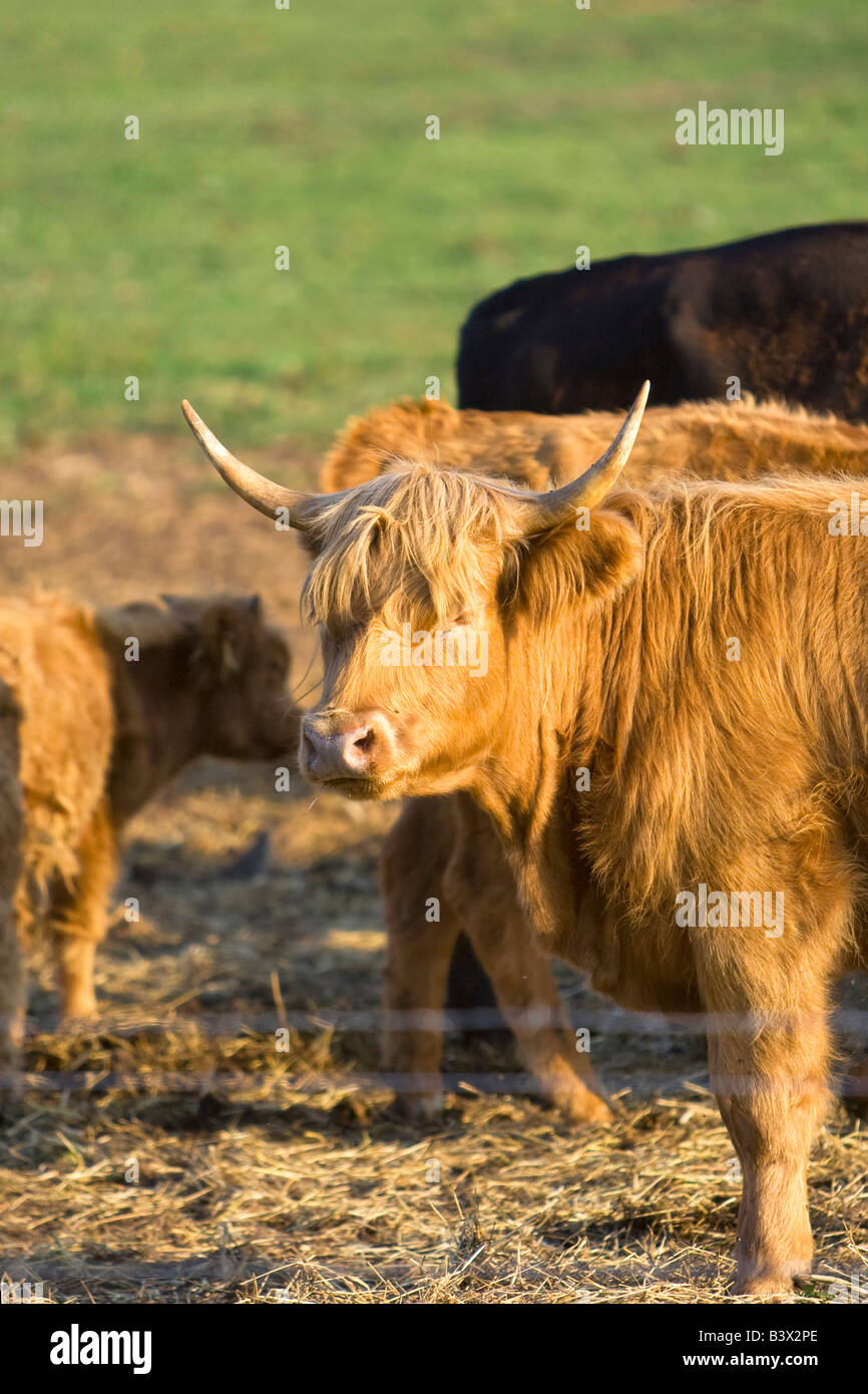 Highland-Kuh stehend mit Augen geschlossen bei Sonnenuntergang Stockfoto