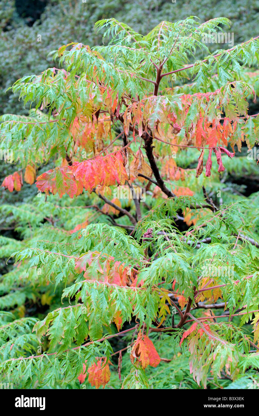 RHUS TYPHINA LACINIATA HERBSTLAUB Stockfoto