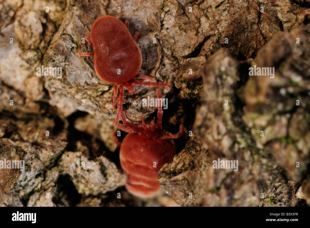 Samt Milbe, Trombidium holosericeum Stockfoto