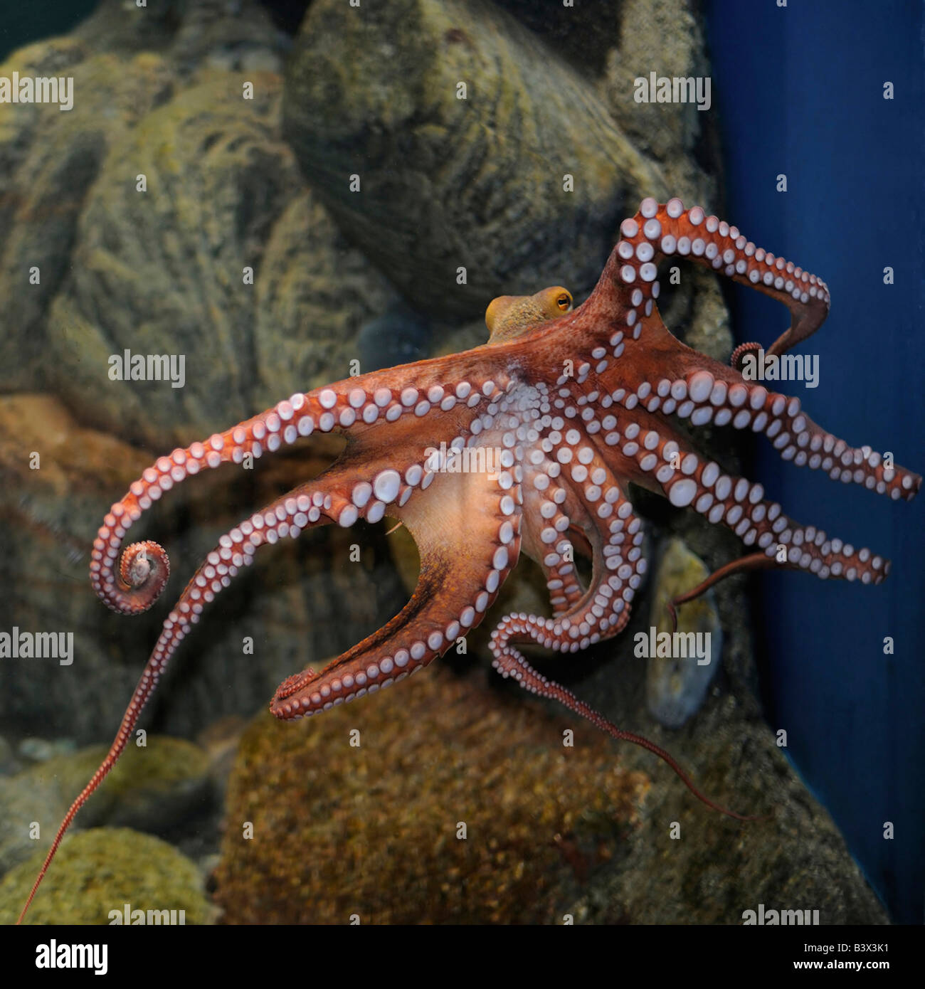 Gemeinsamen Octopus Octopus vulgaris Stockfoto