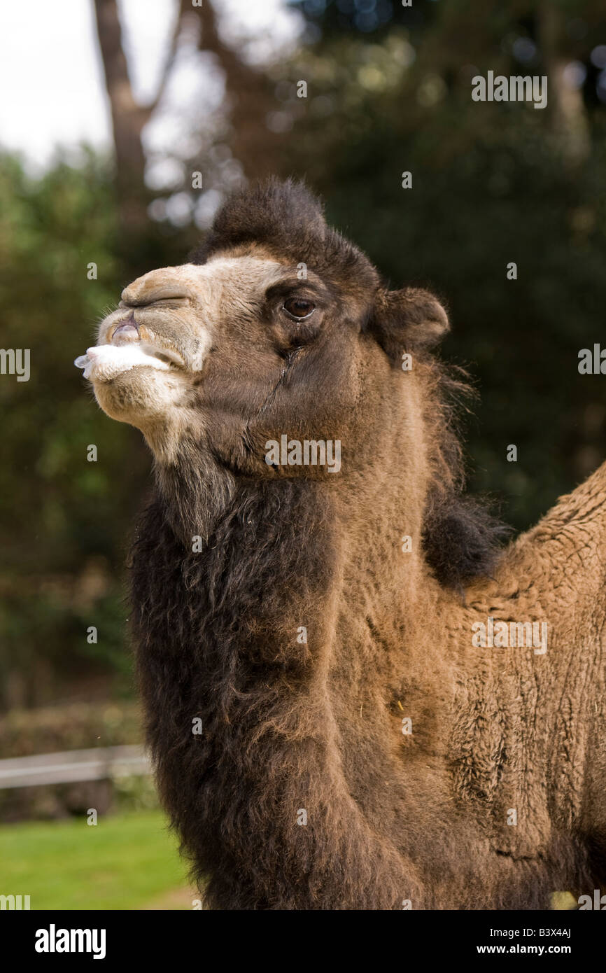UK Wales Clwyd Colwyn Bay Welsh Mountain Zoo Erwachsene baktrischen Kamel Camelus bactrianus Stockfoto