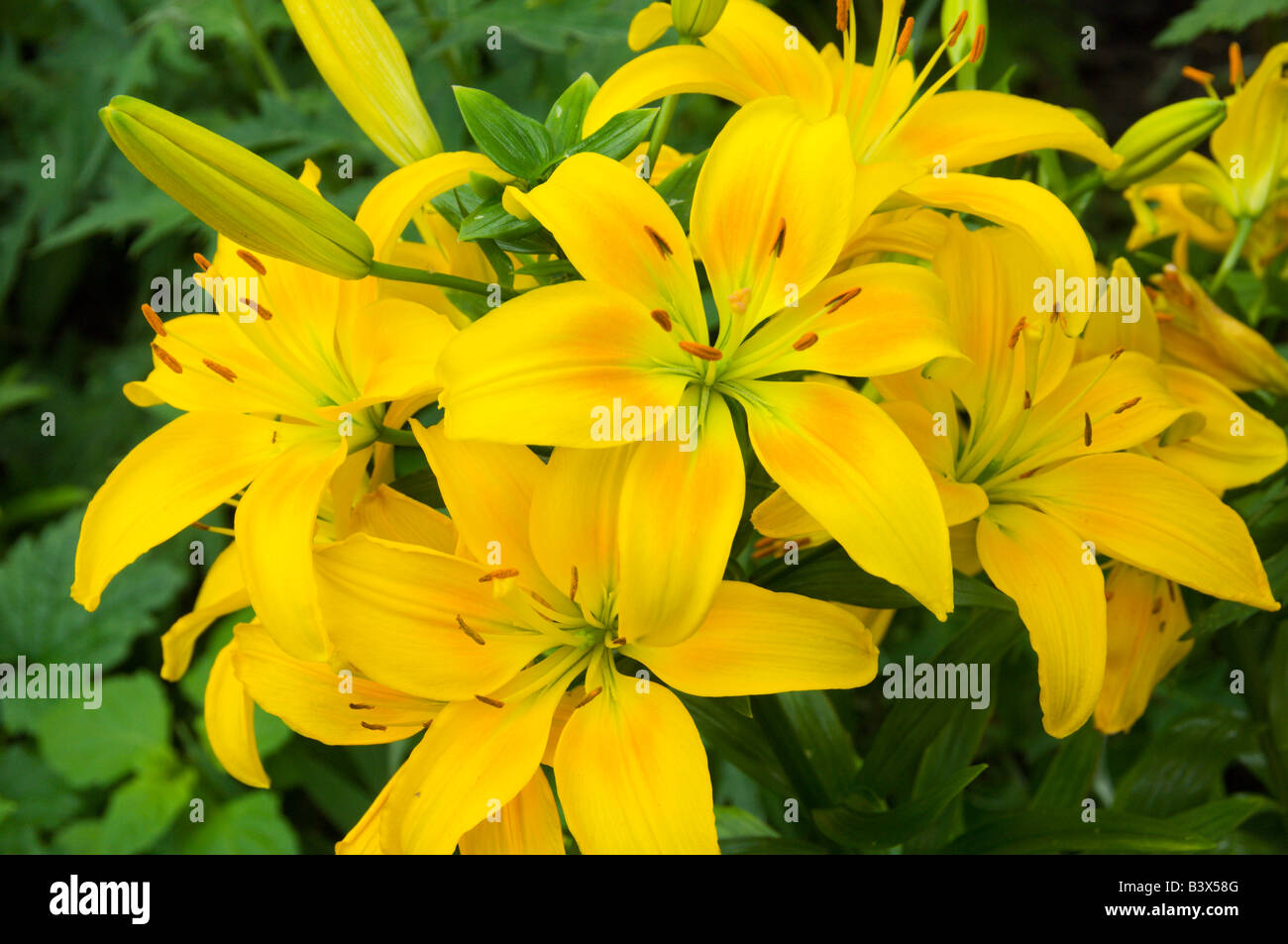 Nahaufnahme der gelbe Feder Lilien in Winnipeg, Manitoba Kanada Stockfoto