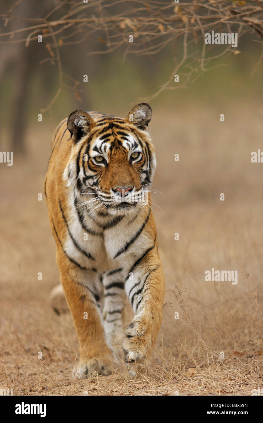 Bengal Tiger Machali kommend in Richtung der Kamera, Ranthambore. (Panthera Tigris) Stockfoto