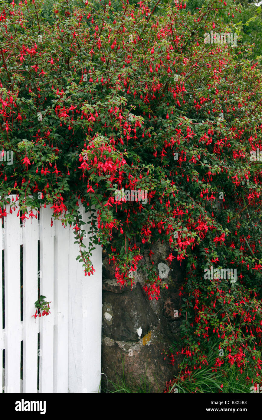 Strauch Fuchsia fehlt wächst weiter, weiße Gartentor Stockfoto