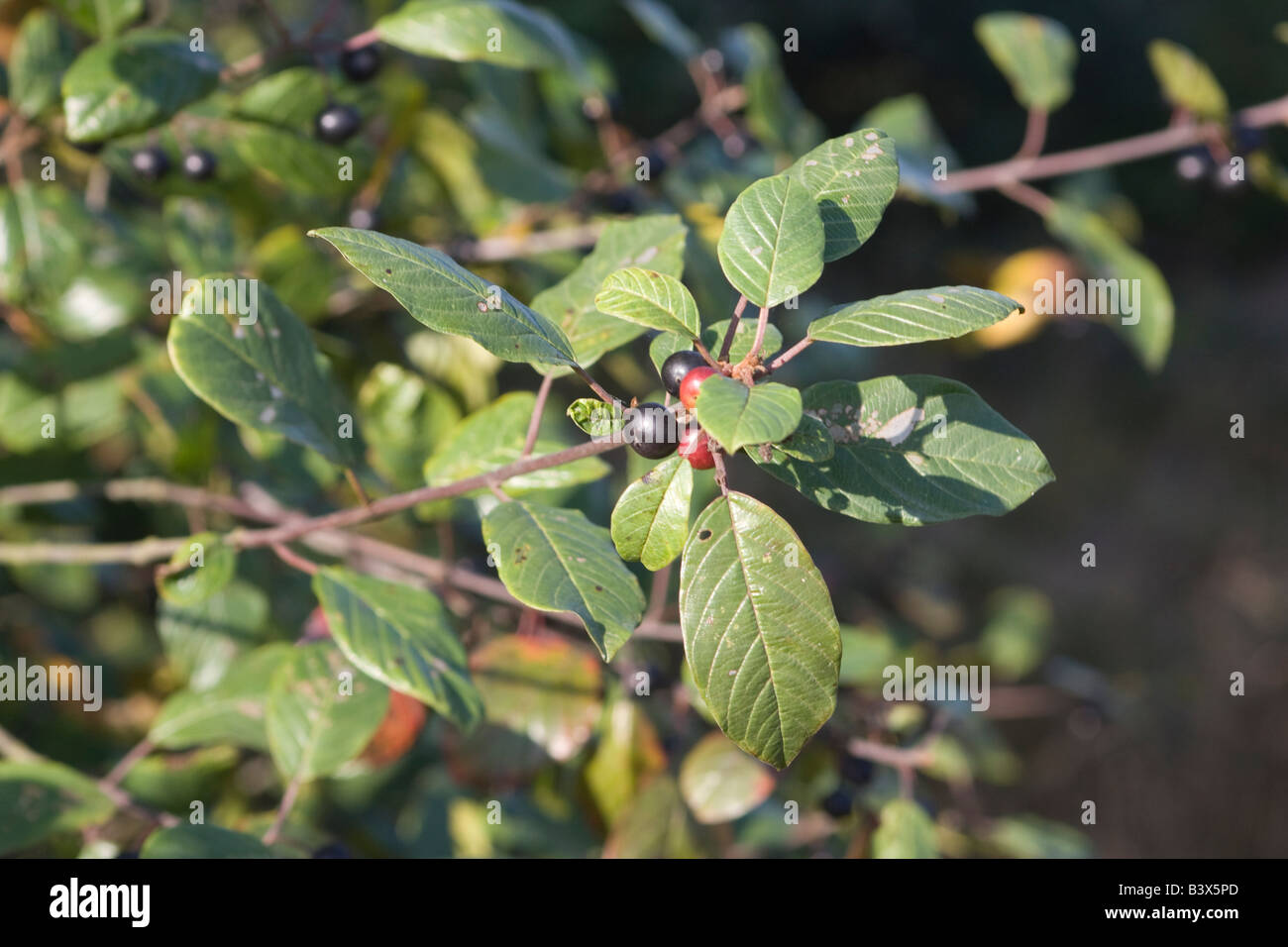 Ein Zweig der Erle Kreuzdorn Rhamnus Frangula mit schwarzen Beeren und Blätter Ede Niederlande September 2008 Stockfoto