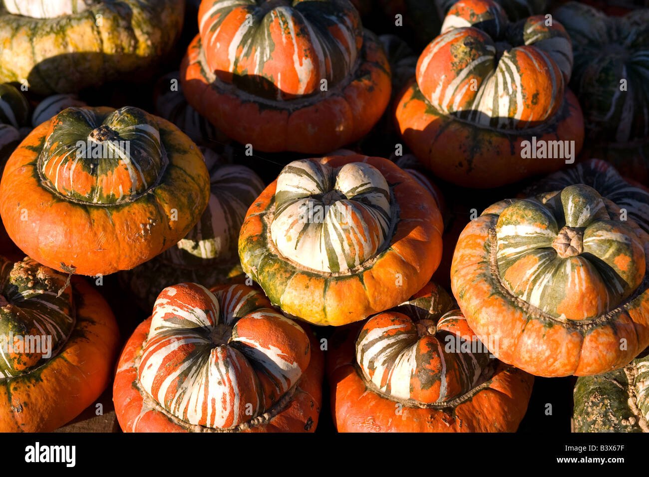 Turban-Kürbisse auf dem Display an einen Herbst Pumpkin Patch. Stockfoto