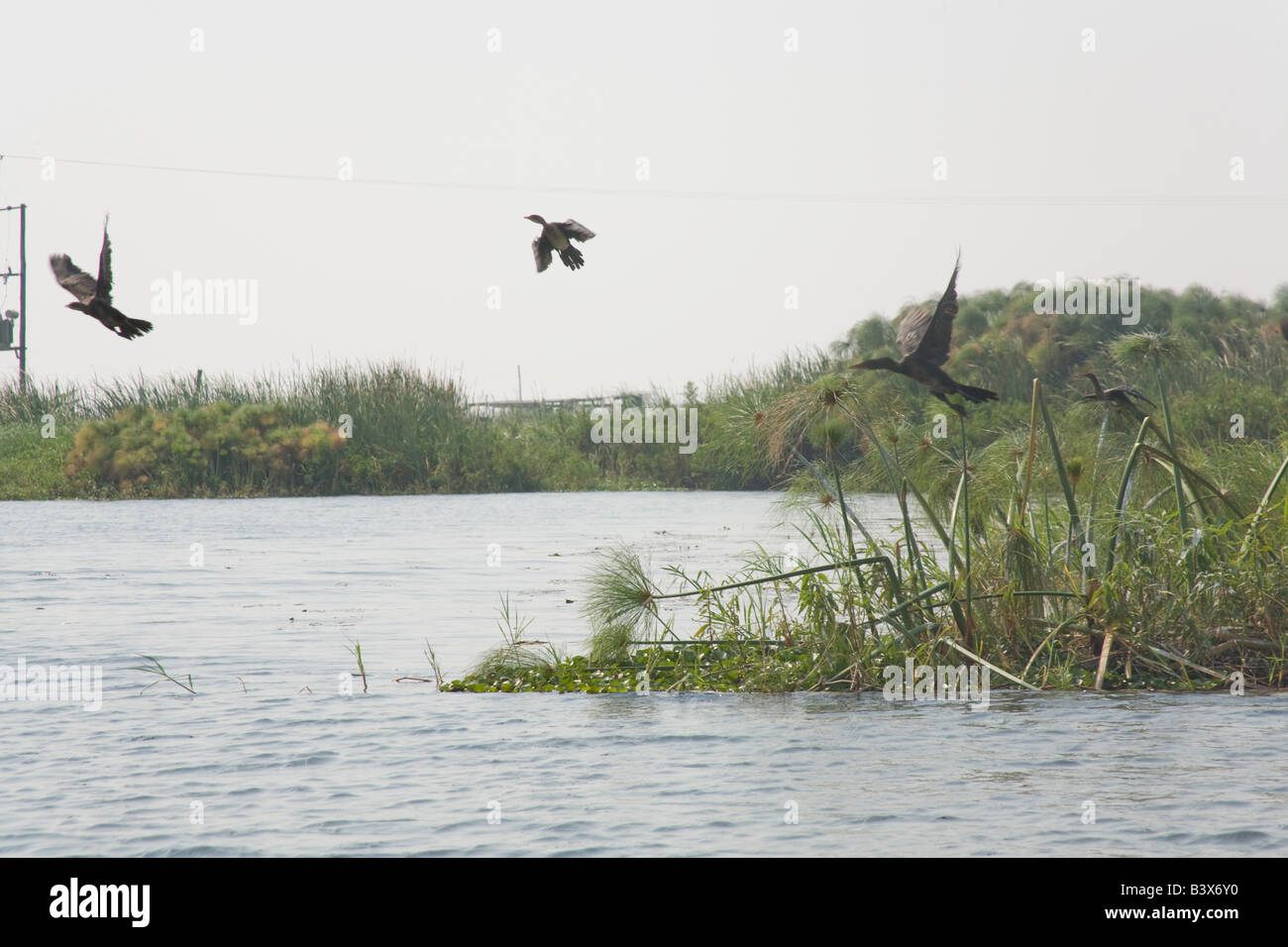Schwarzen Kormoranen Kafuie Fluß Sambia Afrika Stockfoto