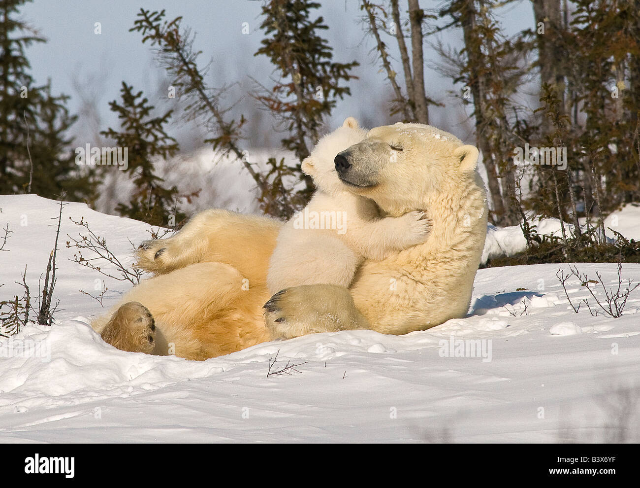 Eisbär (Ursus Maritimus) mit Jungtier Stockfoto