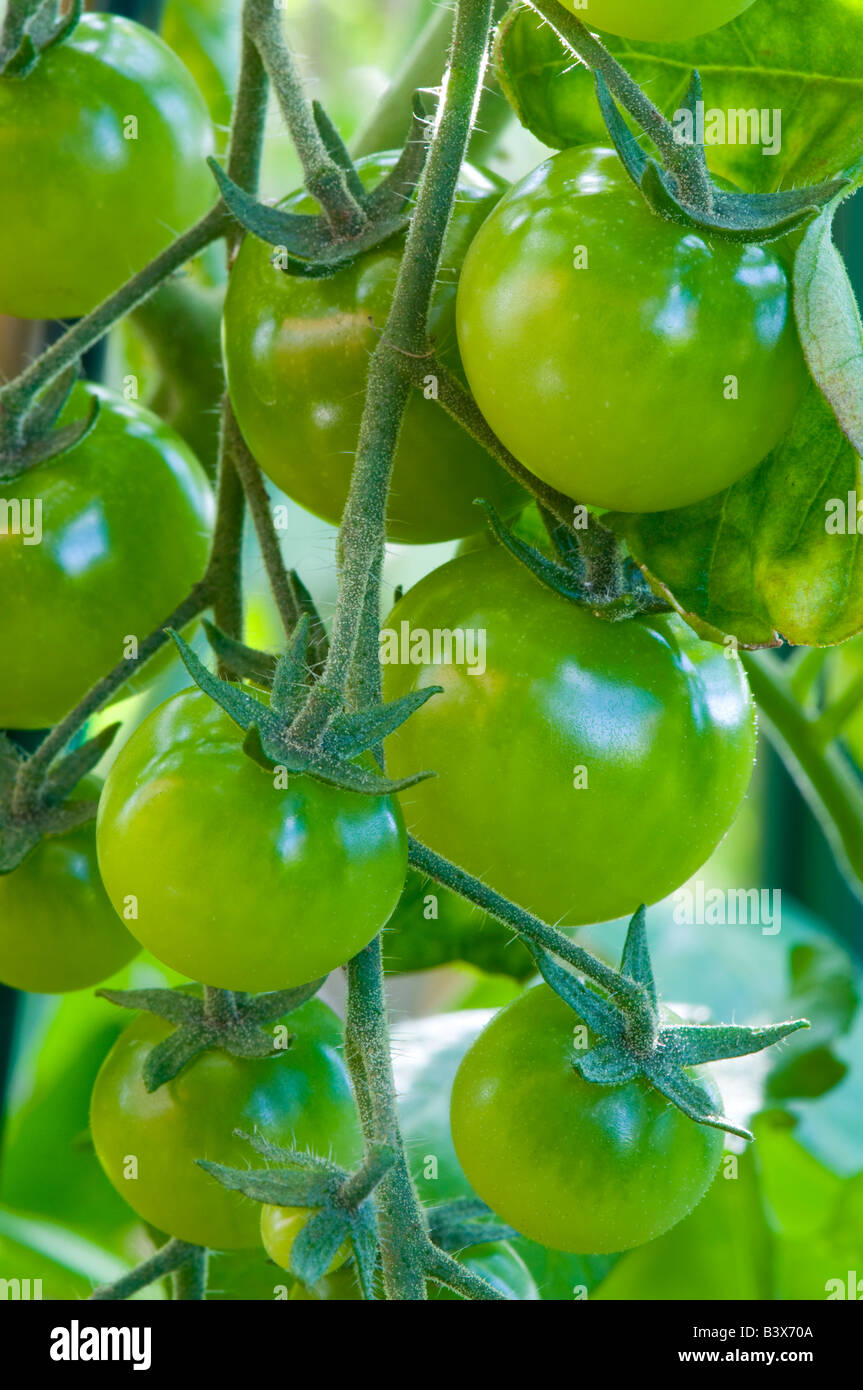 Cherry-Tomaten im Gewächshausbedingungen wachsen Stockfoto