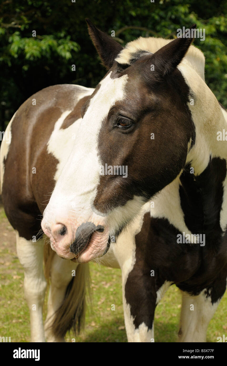 Pferd in der Nähe, nach links Stockfoto