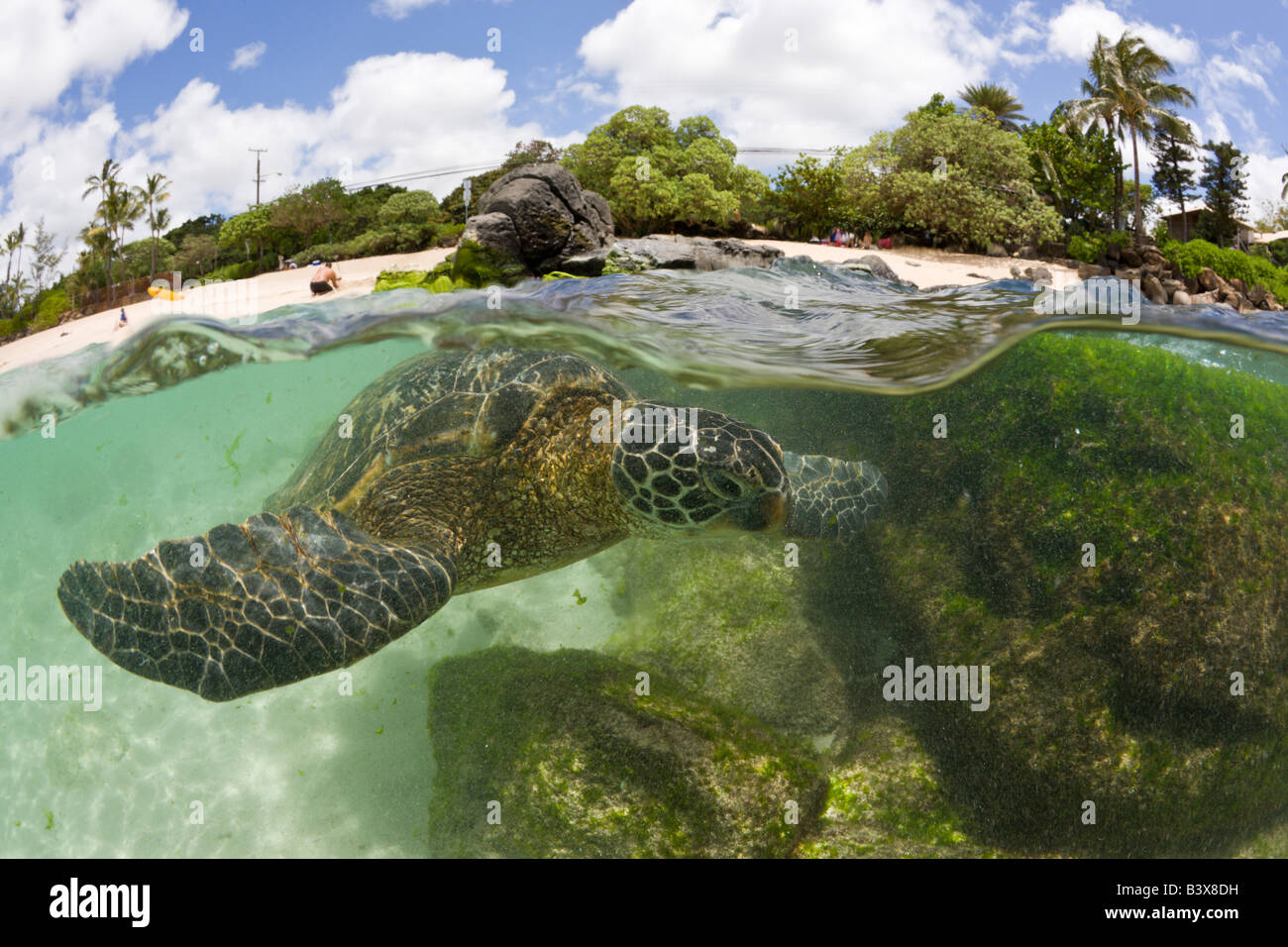 Grüne Schildkröte in Haleiwa Beach Park Chelonia Mydas Oahu Pazifik Hawaii USA Stockfoto