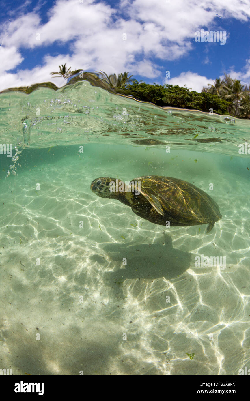 Grüne Schildkröte Chelonia Mydas Oahu Pazifik Hawaii USA Stockfoto