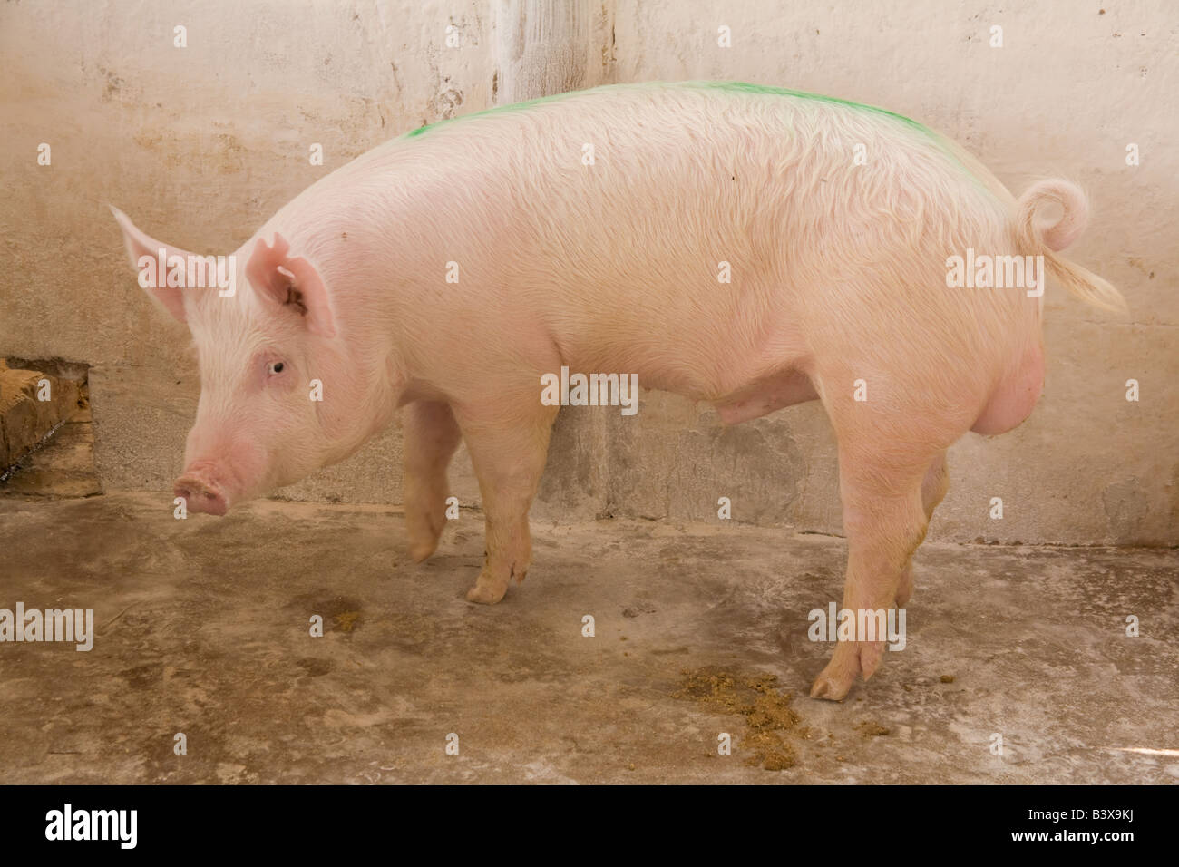 Zucht-Eber auf einer Schweinefarm in Kafuie Lusaka Sambia Afrika Stockfoto