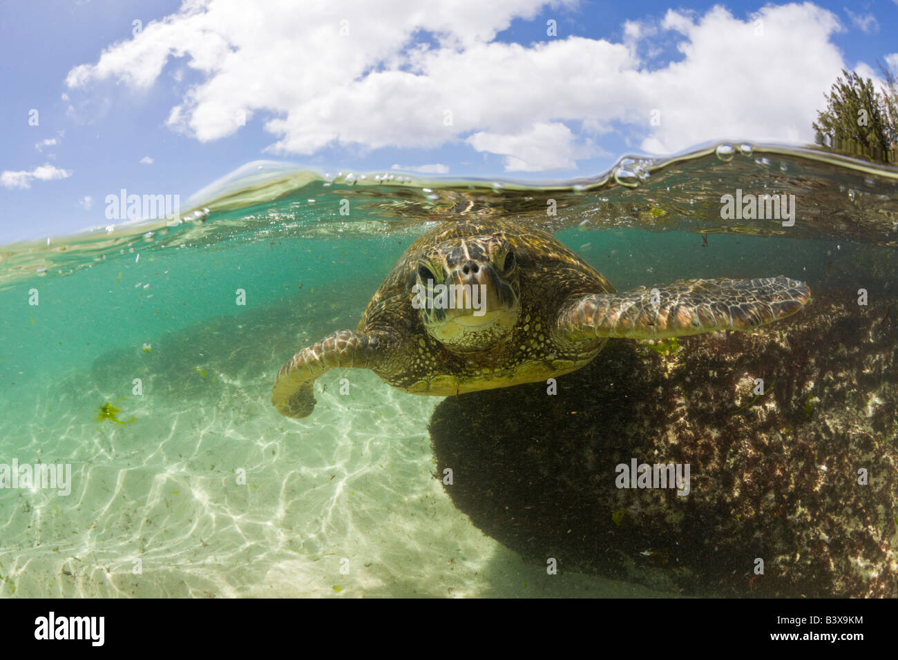 Grüne Schildkröte Chelonia Mydas Oahu Pazifik Hawaii USA Stockfoto