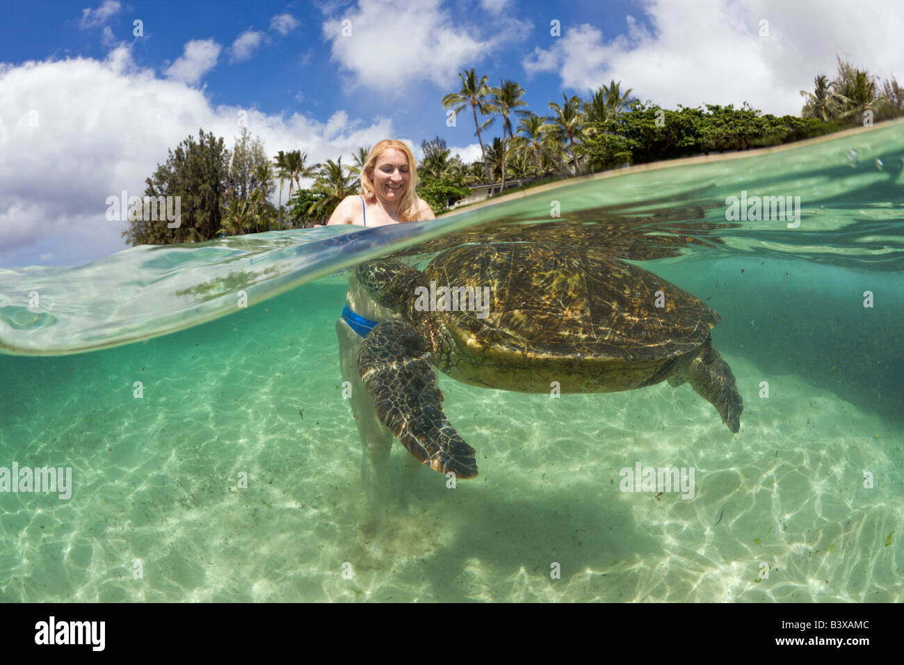 Grüne Schildkröte und touristischen Chelonia Mydas Oahu Pazifik Hawaii USA Stockfoto