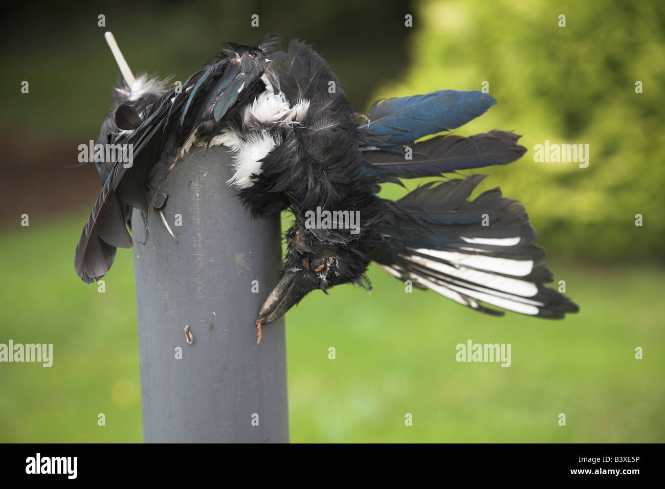 Abschreckungsmittel für vögel -Fotos und -Bildmaterial in hoher Auflösung –  Alamy