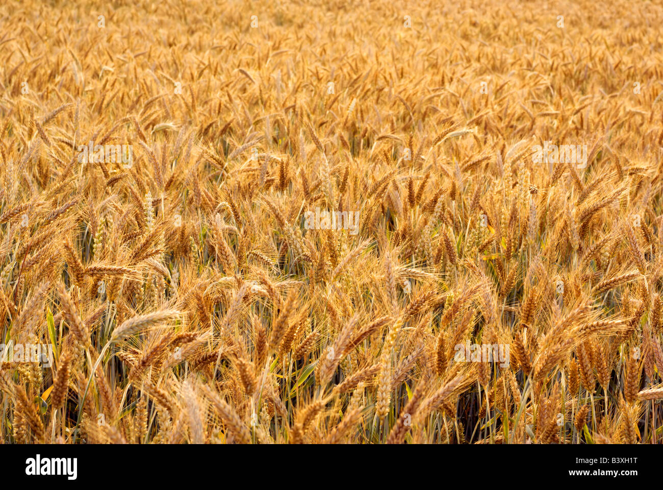 Triticale Anbau (Mischung aus Weizen und Roggen). Adobe RGB (1998). Stockfoto