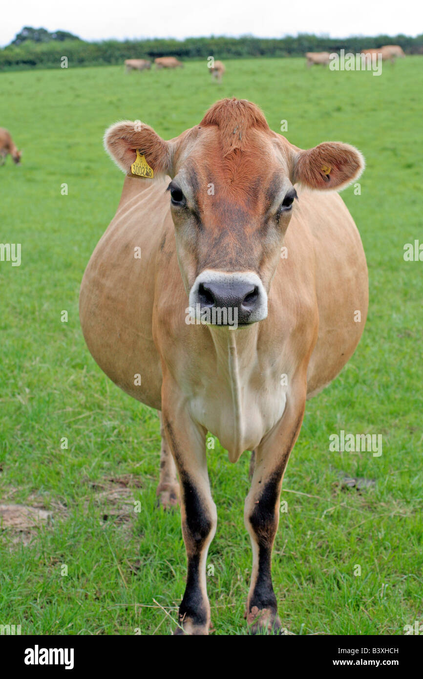 JUNGE JERSEY KUH KUH Stockfoto