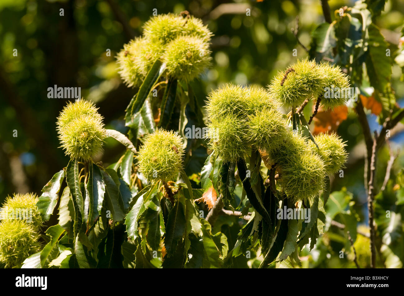 Spanische Kastanie Baum Früchte - Castanea Sativa - Indre et Loire, Frankreich. Stockfoto