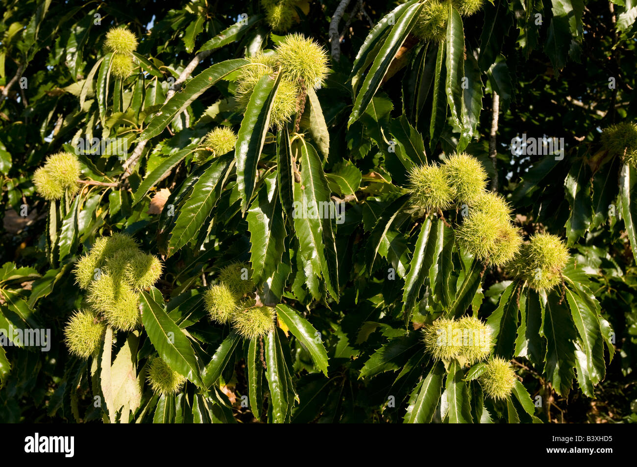Spanische Kastanie Baum Früchte - Castanea Sativa - Indre et Loire, Frankreich. Stockfoto